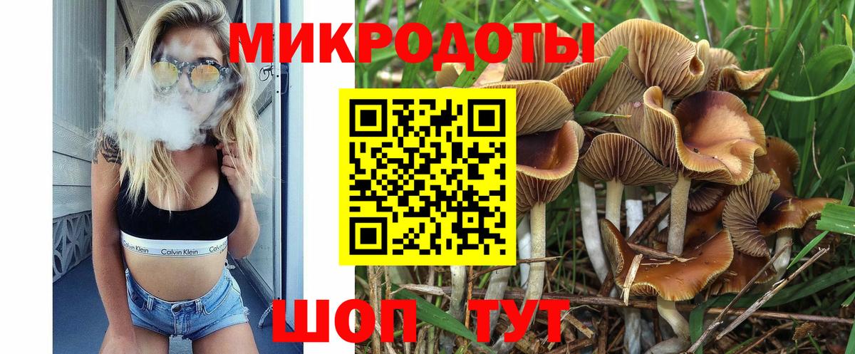 Галлюциногенные грибы Psilocybe Новокубанск